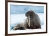 Closeup on Svalbard Walrus with Tusks-Mats Brynolf-Framed Photographic Print