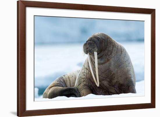 Closeup on Svalbard Walrus with Tusks-Mats Brynolf-Framed Photographic Print