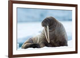 Closeup on Svalbard Walrus with Tusks-Mats Brynolf-Framed Photographic Print