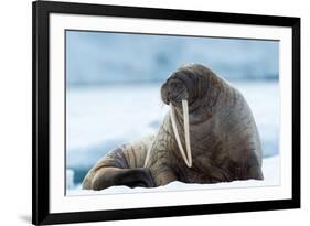 Closeup on Svalbard Walrus with Tusks-Mats Brynolf-Framed Photographic Print