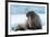 Closeup on Svalbard Walrus with Tusks-Mats Brynolf-Framed Photographic Print