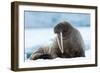 Closeup on Svalbard Walrus with Tusks-Mats Brynolf-Framed Photographic Print