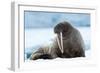 Closeup on Svalbard Walrus with Tusks-Mats Brynolf-Framed Photographic Print