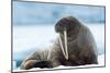 Closeup on Svalbard Walrus with Tusks-Mats Brynolf-Mounted Photographic Print