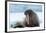 Closeup on Svalbard Walrus with Tusks-Mats Brynolf-Framed Photographic Print