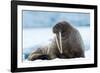 Closeup on Svalbard Walrus with Tusks-Mats Brynolf-Framed Photographic Print