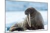 Closeup on Svalbard Walrus with Tusks-Mats Brynolf-Mounted Photographic Print