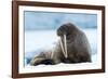 Closeup on Svalbard Walrus with Tusks-Mats Brynolf-Framed Photographic Print