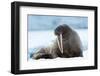 Closeup on Svalbard Walrus with Tusks-Mats Brynolf-Framed Premium Photographic Print