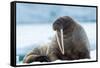 Closeup on Svalbard Walrus with Tusks-Mats Brynolf-Framed Stretched Canvas