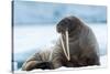 Closeup on Svalbard Walrus with Tusks-Mats Brynolf-Stretched Canvas