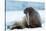Closeup on Svalbard Walrus with Tusks-Mats Brynolf-Stretched Canvas