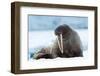 Closeup on Svalbard Walrus with Tusks-Mats Brynolf-Framed Photographic Print