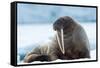 Closeup on Svalbard Walrus with Tusks-Mats Brynolf-Framed Stretched Canvas