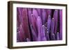 Closeup Purple Cactus Plant or Call Cereus Sp. Fairy Castle Cactus . Nature Purple Tropical Plant B-Larcsky789-Framed Photographic Print