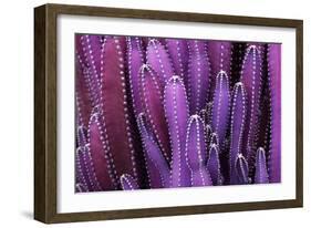 Closeup Purple Cactus Plant or Call Cereus Sp. Fairy Castle Cactus . Nature Purple Tropical Plant B-Larcsky789-Framed Photographic Print