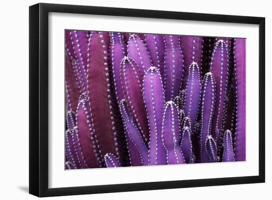 Closeup Purple Cactus Plant or Call Cereus Sp. Fairy Castle Cactus . Nature Purple Tropical Plant B-Larcsky789-Framed Photographic Print