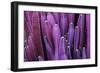 Closeup Purple Cactus Plant or Call Cereus Sp. Fairy Castle Cactus . Nature Purple Tropical Plant B-Larcsky789-Framed Photographic Print