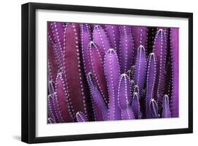 Closeup Purple Cactus Plant or Call Cereus Sp. Fairy Castle Cactus . Nature Purple Tropical Plant B-Larcsky789-Framed Photographic Print