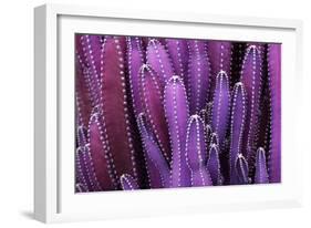 Closeup Purple Cactus Plant or Call Cereus Sp. Fairy Castle Cactus . Nature Purple Tropical Plant B-Larcsky789-Framed Photographic Print