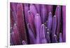 Closeup Purple Cactus Plant or Call Cereus Sp. Fairy Castle Cactus . Nature Purple Tropical Plant B-Larcsky789-Framed Photographic Print