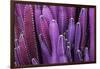Closeup Purple Cactus Plant or Call Cereus Sp. Fairy Castle Cactus . Nature Purple Tropical Plant B-Larcsky789-Framed Photographic Print