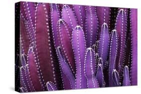 Closeup Purple Cactus Plant or Call Cereus Sp. Fairy Castle Cactus . Nature Purple Tropical Plant B-Larcsky789-Stretched Canvas