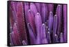 Closeup Purple Cactus Plant or Call Cereus Sp. Fairy Castle Cactus . Nature Purple Tropical Plant B-Larcsky789-Framed Stretched Canvas