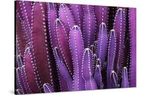 Closeup Purple Cactus Plant or Call Cereus Sp. Fairy Castle Cactus . Nature Purple Tropical Plant B-Larcsky789-Stretched Canvas