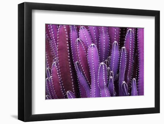 Closeup Purple Cactus Plant or Call Cereus Sp. Fairy Castle Cactus . Nature Purple Tropical Plant B-Larcsky789-Framed Photographic Print