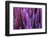 Closeup Purple Cactus Plant or Call Cereus Sp. Fairy Castle Cactus . Nature Purple Tropical Plant B-Larcsky789-Framed Photographic Print