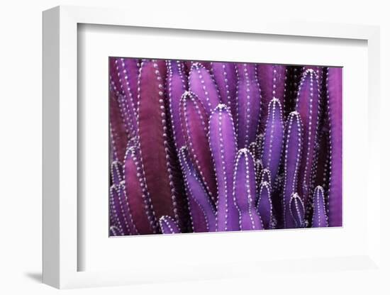 Closeup Purple Cactus Plant or Call Cereus Sp. Fairy Castle Cactus . Nature Purple Tropical Plant B-Larcsky789-Framed Photographic Print