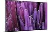 Closeup Purple Cactus Plant or Call Cereus Sp. Fairy Castle Cactus . Nature Purple Tropical Plant B-Larcsky789-Mounted Photographic Print