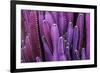 Closeup Purple Cactus Plant or Call Cereus Sp. Fairy Castle Cactus . Nature Purple Tropical Plant B-Larcsky789-Framed Photographic Print