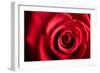 Closeup Red Rose Flower as Love Nature Background-Voy-Framed Premium Photographic Print