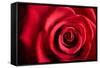 Closeup Red Rose Flower as Love Nature Background-Voy-Framed Stretched Canvas