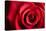 Closeup Red Rose Flower as Love Nature Background-Voy-Stretched Canvas