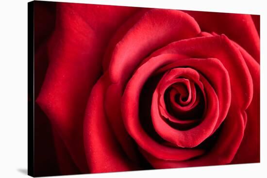 Closeup Red Rose Flower as Love Nature Background-Voy-Stretched Canvas