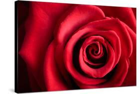 Closeup Red Rose Flower as Love Nature Background-Voy-Stretched Canvas