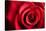 Closeup Red Rose Flower as Love Nature Background-Voy-Stretched Canvas