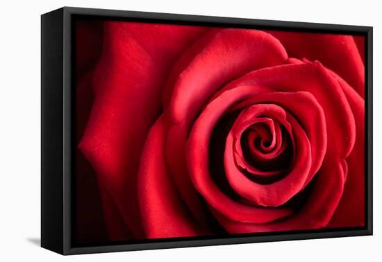 Closeup Red Rose Flower as Love Nature Background-Voy-Framed Stretched Canvas