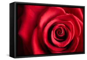 Closeup Red Rose Flower as Love Nature Background-Voy-Framed Stretched Canvas
