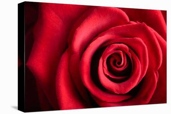 Closeup Red Rose Flower as Love Nature Background-Voy-Stretched Canvas
