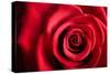 Closeup Red Rose Flower as Love Nature Background-Voy-Stretched Canvas