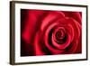 Closeup Red Rose Flower as Love Nature Background-Voy-Framed Photographic Print