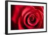 Closeup Red Rose Flower as Love Nature Background-Voy-Framed Photographic Print