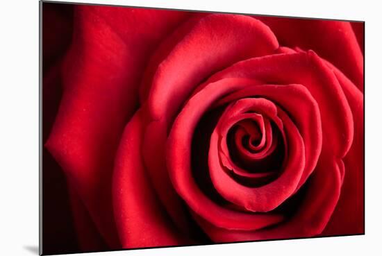 Closeup Red Rose Flower as Love Nature Background-Voy-Mounted Photographic Print