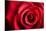 Closeup Red Rose Flower as Love Nature Background-Voy-Mounted Photographic Print