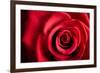 Closeup Red Rose Flower as Love Nature Background-Voy-Framed Photographic Print