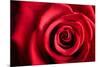 Closeup Red Rose Flower as Love Nature Background-Voy-Mounted Photographic Print